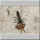 wegwespe-11mm-02-mit Spinne.jpg